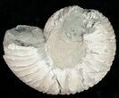 Liparoceras Ammonite - Very D #10700-1